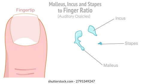 Auditory ossicles to finger ratio.  Malleus, incus and stapes. Hammer, stirrup, anvil. Three bones in your middle ear. Illustration vector