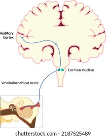 Auditory Pathway illustration. Cerebral and cochlear illustration of auditory pathway