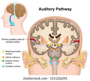 Auditory Pathway Medical Vector Illustration On Stock Vector (royalty 