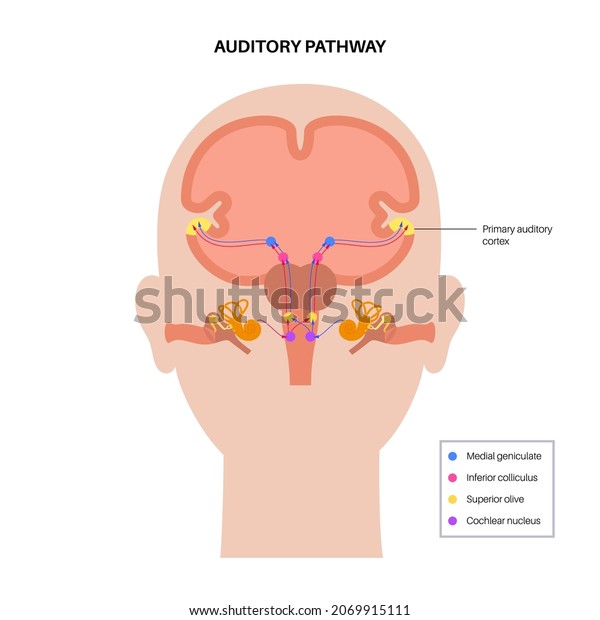 Auditory pathway from the receptors in the
organ of Corti of the inner ear to the central nervous system.
Primary auditory cortex. Vestibulocochlear nerve function medical
flat vector
illustration.