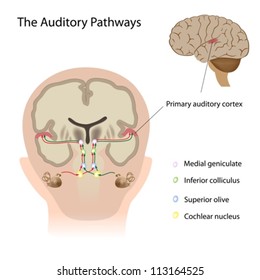 The auditory pathways