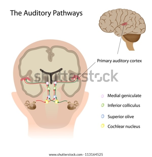 The auditory\
pathways