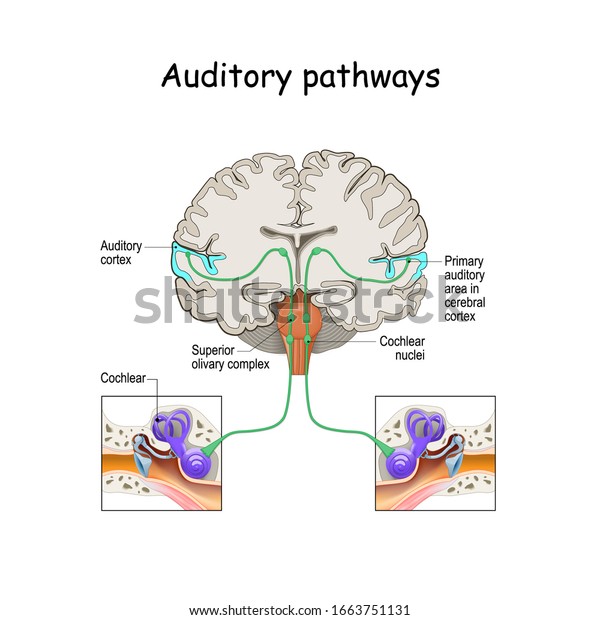 auditory pathways from cochlea in ear to cortex in\
brain. Sound Localization. anatomy of the auditory system.\
Structures of the Ear