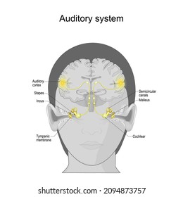 auditory system from Tympanic membrane and Cochlear in the ear to Auditory cortex on the brain. sensory system for the sense of hearing. Anatomy of the human ear. Vector poster
