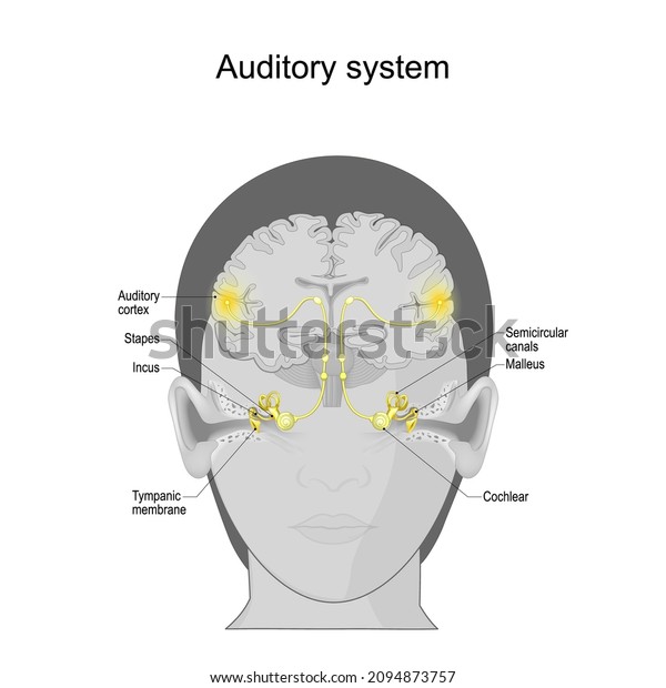 auditory system\
from Tympanic membrane and Cochlear in the ear to Auditory cortex\
on the brain. sensory system for the sense of hearing. Anatomy of\
the human ear. Vector\
poster
