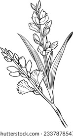 august birth flower, Unique flower coloring pages, Hand-drawn vector illustration of a garden variety of gladiolus and outline illustration, gladiolus Flowers Wall Decor, gladiolus vector drawing