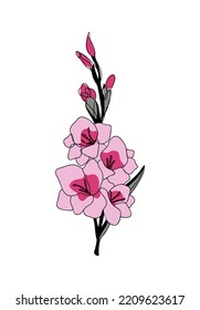 August birth month flower Gladiolus colorful vector illustration. Botanical hand drawn outline colored sketch. Perfect for modern jewelry, logo, tattoo, prints, invitations, wall art design.