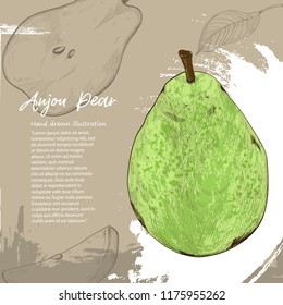 Aujon Pear. illustration of Pear. drawing fruit on background design.