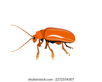 Aulacophola semilis oliver on white background.