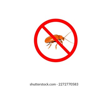Aulacophola semilis oliver on white background.