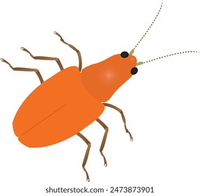 Aulacophora foveicollis, the red pumpkin beetle, is a species of beetle in the family Chrysomelidae. It is a foliar pest of members of the Cucurbitaceae, particularly the pumpkin.