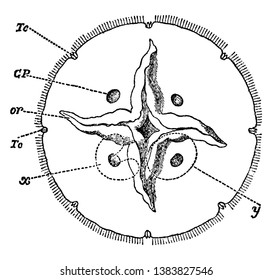 Aurelia Aurita para mostrar la posición de las aberturas de los pozos sub genitales, dibujo de línea vintage o ilustración de grabado.