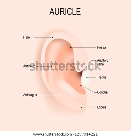 Auricle. Anatomy of the human ear. piercing. Vector diagram for educational, biological, medical and science use.