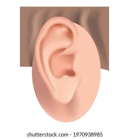 Auricle. Human ear anatomy. Hearing aid. Vector illustration