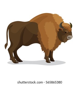 Aurochs animal in brown colour with two horns, small tail isolated on white. Vector illustration of extinct type of large wild cattle that inhabited Europe, Asia, and North Africa in flat style