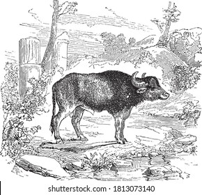 Aurochs, From the Dictionary of Word and Things, 1888.