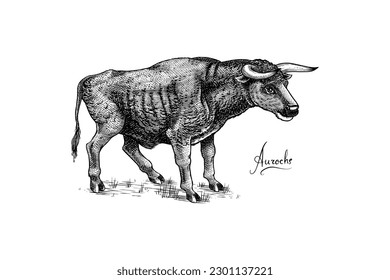 Aurochs. Extinct mammal animal. Wild herbivores cattle. Engraved Hand drawn vector illustration in woodcut Graphic vintage style.