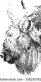 Aurochs head  - black white vector illustration