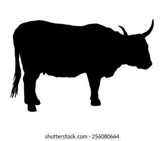 Aurochs on white