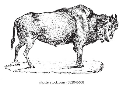 Aurochs, vintage engraved illustration. Dictionary of words and things - Larive and Fleury - 1895.
