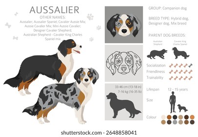 Aussalier clipart. Australian Shepherd Cavalier King Charles Spaniel mix. Different coat colors set.  Vector illustration