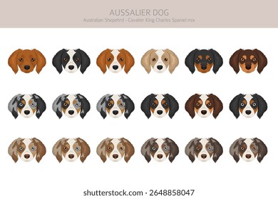 Aussalier clipart. Australian Shepherd Cavalier King Charles Spaniel mix. Different coat colors set.  Vector illustration