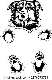 Aussie Austrailian shepherd Dog EPS VECTOR ripped style of art