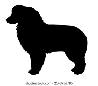 Aussie or kelpie black silhouette of a standing dog Australian Shepherd dog