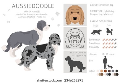 Aussiedoodle clipart. Aussie Poodle mix. Different coat colors set.  Vector illustration