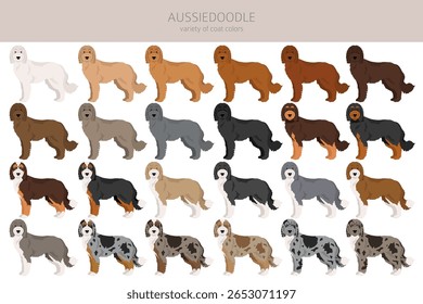 Aussiedoodle clipart. Pastor australiano Poodle mix. Diferentes cores de casaco definido.  Ilustração vetorial