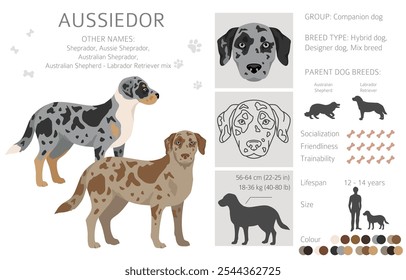 Aussiedor clipart. Pastor australiano Labrador Retriever mix. Diferentes cores de casaco definido.  Ilustração vetorial