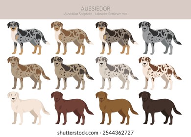 Aussiedor clipart. Australischer Schäfer Labrador Retriever Mix. Verschiedene Fellfarben eingestellt.  Vektorgrafik