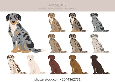 Aussiedor clipart. Australian shepherd Labrador Retriever mix. Different coat colors set.  Vector illustration