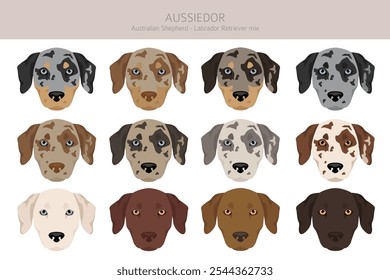 Aussiedor clipart. Australischer Schäfer Labrador Retriever Mix. Verschiedene Fellfarben eingestellt.  Vektorgrafik