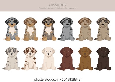 Aussiedor clipart. Pastor australiano Labrador Retriever mix. Diferentes cores de casaco definido.  Ilustração vetorial