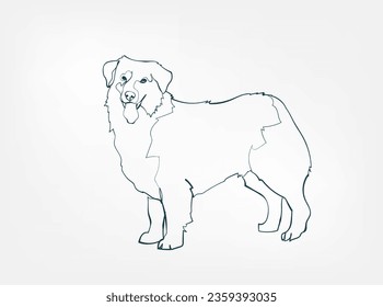 Austrailian Shepard dog breed animal vector line art one line sketch outline