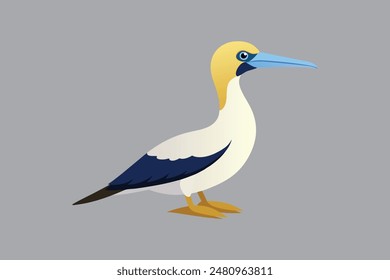 Australasian Gannet bird vector  image 