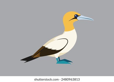 Australasian Gannet bird vector  image 