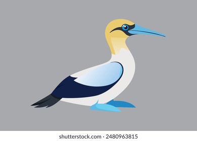 Australasian Gannet bird vector  image 