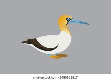 Australasian Gannet bird vector  image 