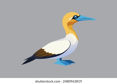 Australasian Gannet bird vector  image 