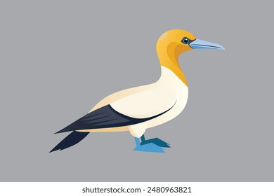 Australasian Gannet bird vector  image 