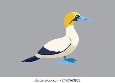 Australasian Gannet bird vector  image 