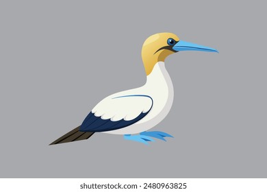 Australasian Gannet bird vector  image 