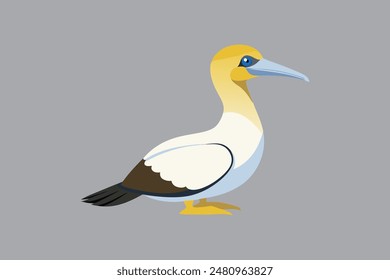 Australasian Gannet bird vector  image 