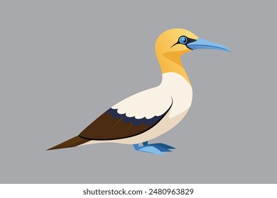 Australasian Gannet bird vector  image 