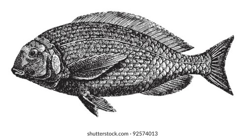 Australasian snapper (Chrysophrys aurata) / vintage illustration from Meyers Konversations-Lexikon 1897