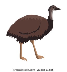 australia animal emu illustration isolated