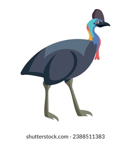 australia animal southern cassowary illustration isolated