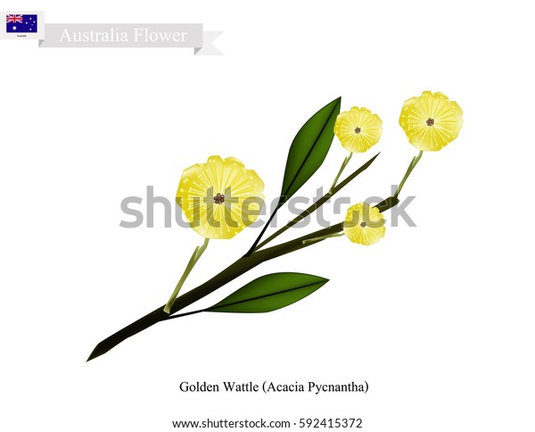 オーストラリアの花 金色の花のイラトス アカシア ピクナンタの花のイラスト オーストラリアの国花 のベクター画像素材 ロイヤリティフリー